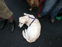 2007-09-17-allgaeu-viehscheid-110