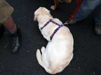 2007-09-17-allgaeu-viehscheid-111