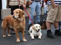 2007-09-17-allgaeu-viehscheid-113