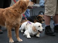 2007-09-17-allgaeu-viehscheid-114