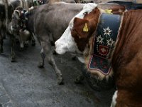 2007-09-17-allgaeu-viehscheid-12