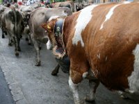 2007-09-17-allgaeu-viehscheid-13