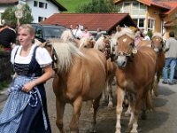 2007-09-17-allgaeu-viehscheid-139