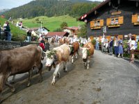 2007-09-17-allgaeu-viehscheid-151