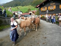 2007-09-17-allgaeu-viehscheid-152