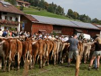 2007-09-17-allgaeu-viehscheid-154