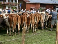 2007-09-17-allgaeu-viehscheid-155