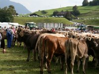 2007-09-17-allgaeu-viehscheid-156