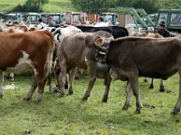 2007-09-17-allgaeu-viehscheid-157