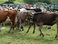 2007-09-17-allgaeu-viehscheid-158