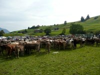 2007-09-17-allgaeu-viehscheid-160