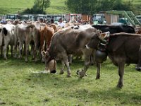 2007-09-17-allgaeu-viehscheid-164