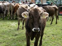 2007-09-17-allgaeu-viehscheid-165