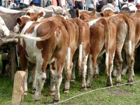 2007-09-17-allgaeu-viehscheid-168