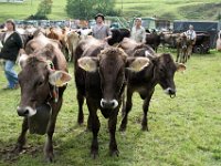 2007-09-17-allgaeu-viehscheid-169