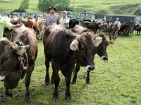 2007-09-17-allgaeu-viehscheid-170