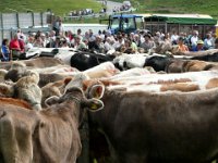 2007-09-17-allgaeu-viehscheid-171