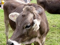 2007-09-17-allgaeu-viehscheid-173