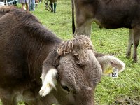 2007-09-17-allgaeu-viehscheid-175