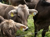 2007-09-17-allgaeu-viehscheid-178