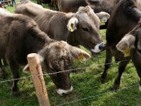 2007-09-17-allgaeu-viehscheid-179