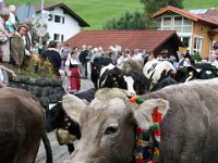 2007-09-17-allgaeu-viehscheid-18