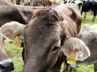 2007-09-17-allgaeu-viehscheid-180