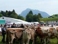 2007-09-17-allgaeu-viehscheid-181