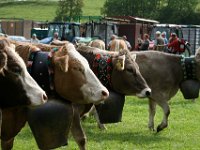 2007-09-17-allgaeu-viehscheid-185