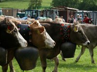 2007-09-17-allgaeu-viehscheid-186