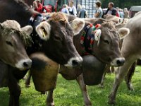 2007-09-17-allgaeu-viehscheid-189