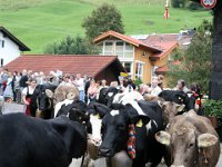 2007-09-17-allgaeu-viehscheid-19