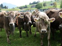 2007-09-17-allgaeu-viehscheid-190