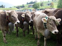 2007-09-17-allgaeu-viehscheid-191