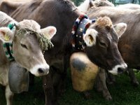 2007-09-17-allgaeu-viehscheid-192