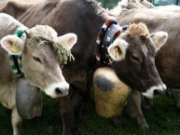 2007-09-17-allgaeu-viehscheid-193