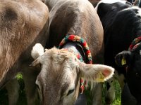 2007-09-17-allgaeu-viehscheid-195