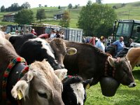 2007-09-17-allgaeu-viehscheid-197