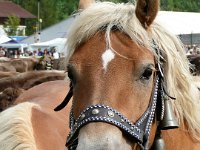2007-09-17-allgaeu-viehscheid-202