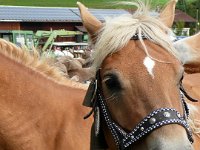 2007-09-17-allgaeu-viehscheid-204