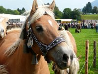 2007-09-17-allgaeu-viehscheid-207