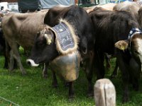 2007-09-17-allgaeu-viehscheid-208