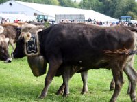 2007-09-17-allgaeu-viehscheid-209