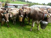 2007-09-17-allgaeu-viehscheid-211