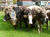 2007-09-17-allgaeu-viehscheid-214