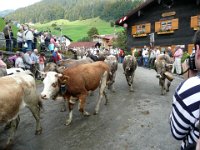 2007-09-17-allgaeu-viehscheid-25