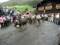 2007-09-17-allgaeu-viehscheid-27