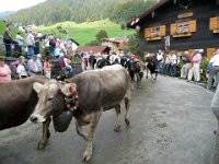 2007-09-17-allgaeu-viehscheid-29