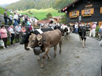 2007-09-17-allgaeu-viehscheid-31