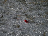 2007-09-17-allgaeu-viehscheid-35